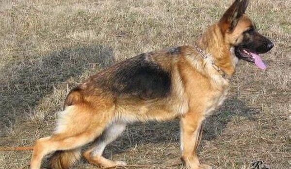 Aischa vom Schwarzaugen