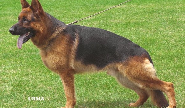 Yello vom St.-Michaels-Berg