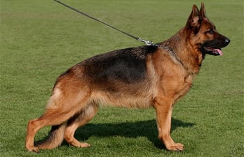 Baffie von der Kupferhalde