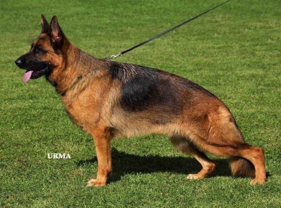 Kiwi di Casa Massarelli