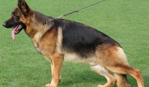 Yoe vom Haus Salihin