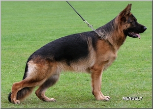 Cames vom Fichtenschlag