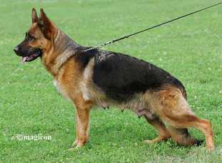 Ultra vom Kapellenberg