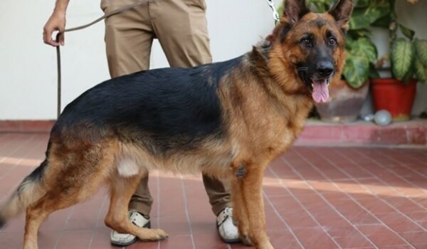 Ghandi von der Ramhorst