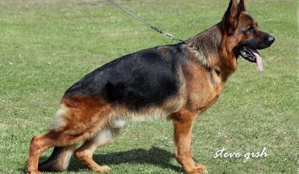 Jannik vom Messina (Ost)