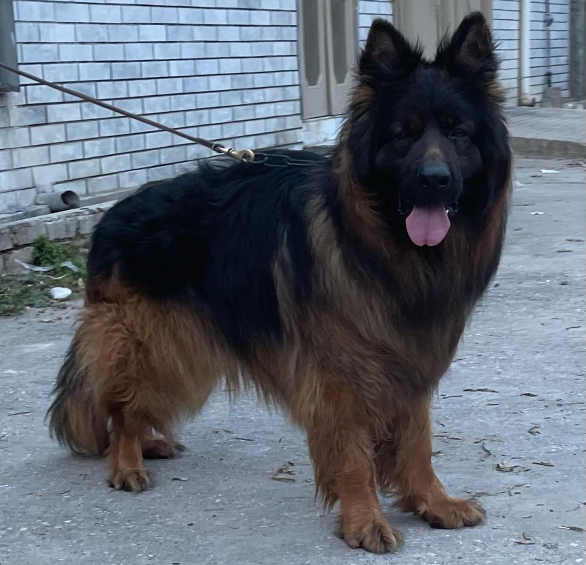 Atos z Dworu Wojciecha (FCI)