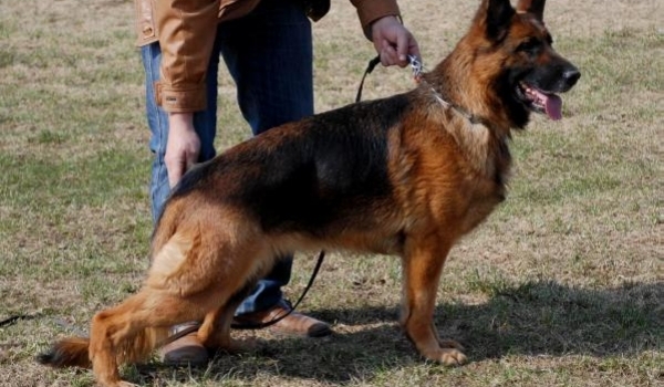 Dessa von Haus Arnemann