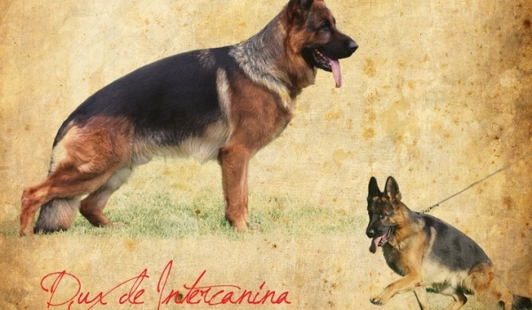 Dux de Intercanina