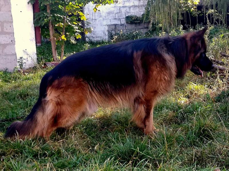 EBRO vom Haus Ali- Mat