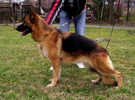 Tamira der Rote krieger 