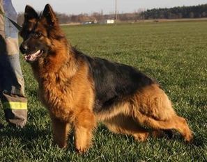 Luna vom Kerkener Land