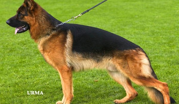 Nicos vom Leithawald