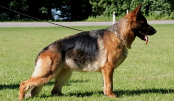 Ungana von der Rieser Perle