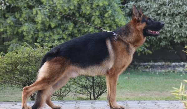 Italian Stalion vom Sadanwali *SG