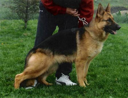 Assta od RADOVANA PLAVSICA