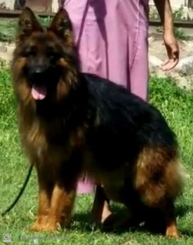 Cesar van Contra Haus (FCI)