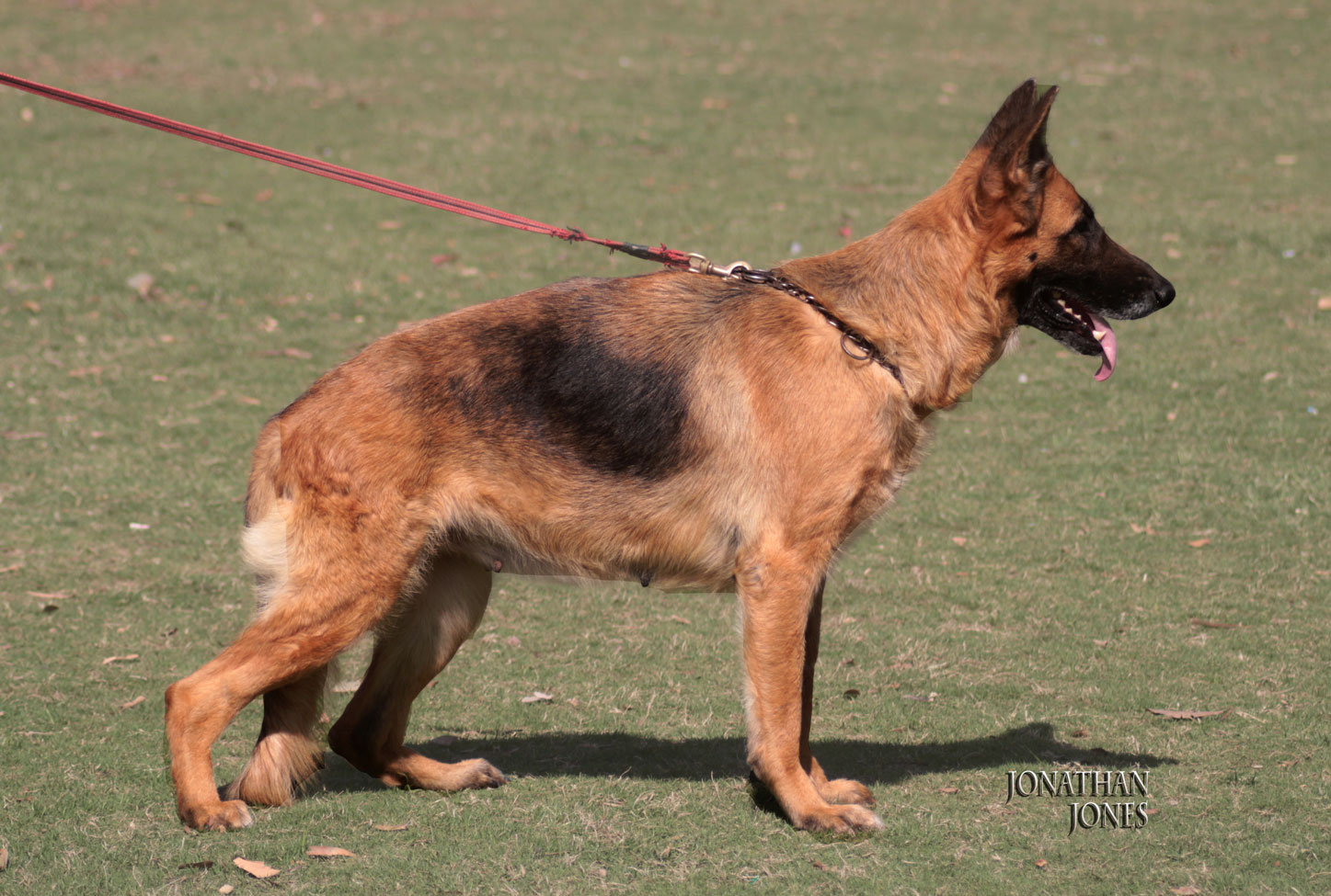 Shilpa vom Graffen Hausen