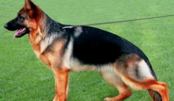 Renee vom Haus Tepferd