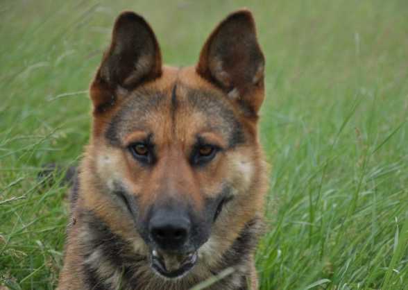 Seherzada od plavog kamena