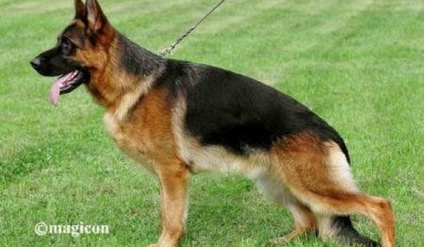 Vegas du Haut Mansard