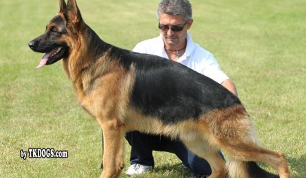 Enzo vom Schwendenring