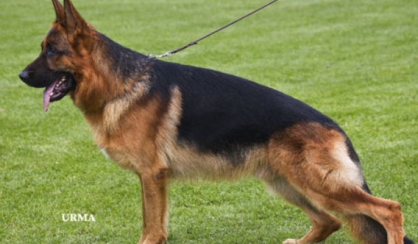 Ustinov vom Römerland