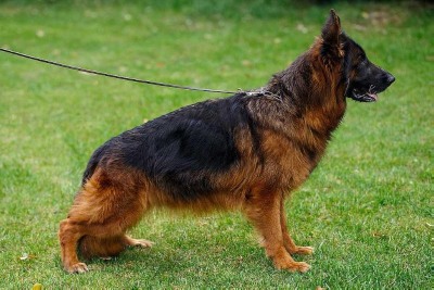 Zala Von Der Roten Matter