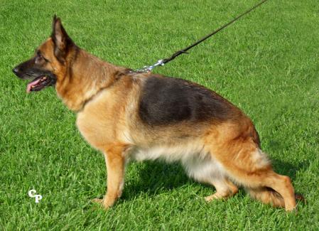 Remi del Rione Antico