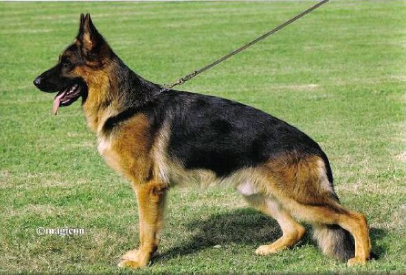 Ray vom Fichtenschlag