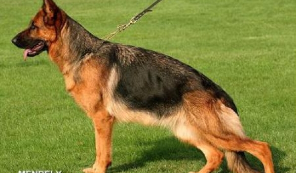 Paula vom Kuckucksland