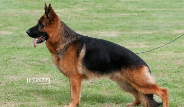 Roni vom Funken Spiel