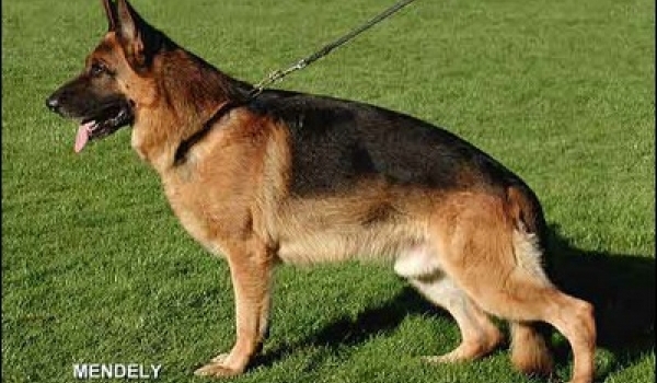 SG * Wallace aus Agrigento