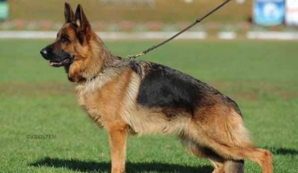 Nayrobi Manik du Maison