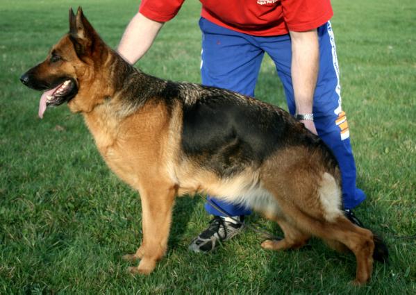 Kimba vom Klostermoor 