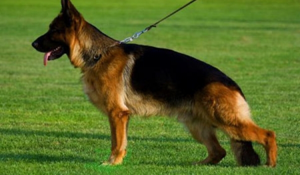 Shirkan vom Schlob Rugland