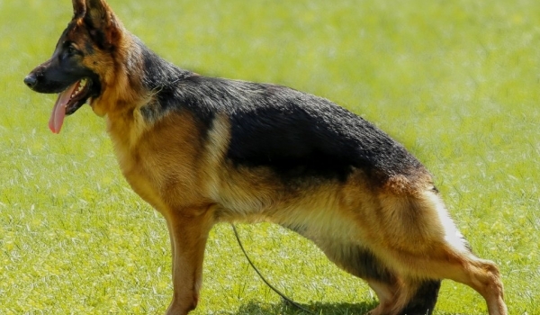 Ghana vom Externstein