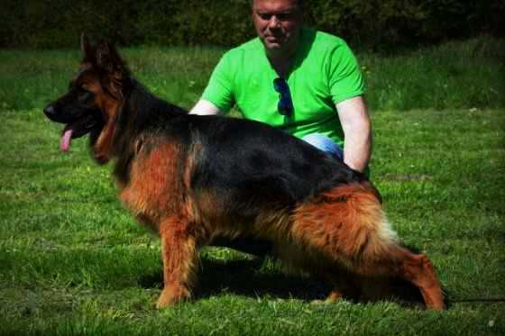 ZEVI Primo Milo Grande (FCI)