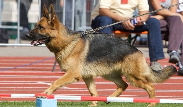 Yanka von der Zenteiche