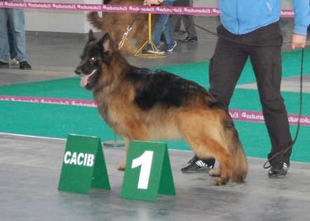 Zottel vom Team Zellwaldrand