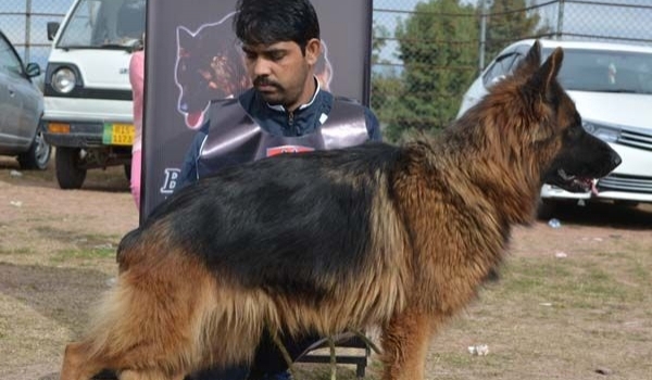 Fluffy vom Barenecke