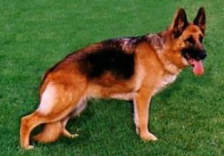 Daggi vom Farbenspiel