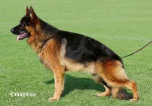 Maestro vom Osterberger-Land