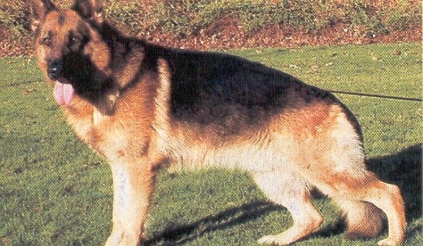 Ilk von der Reck-Kamensche Heide