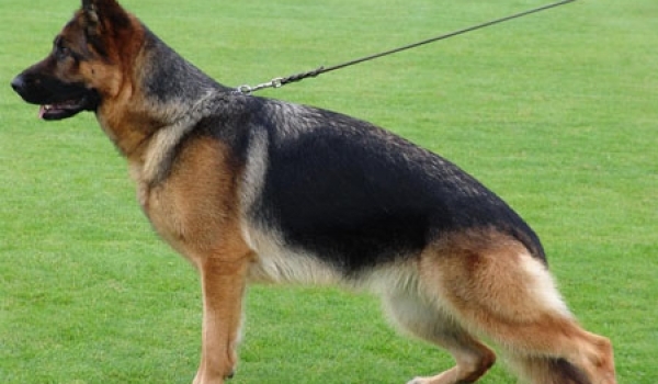 Mega vom Holtkämper See