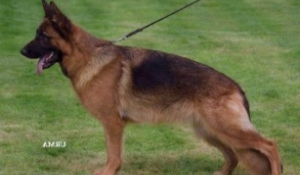 Wesni von der Zenteiche