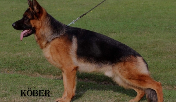 Bando aus Wattenscheid