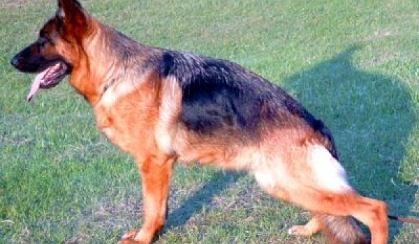 Rieke vom Butjenter Land