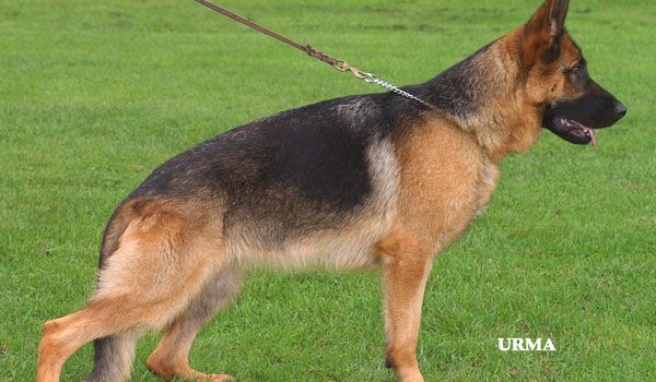 Walhalla vom Bierstadter Hof