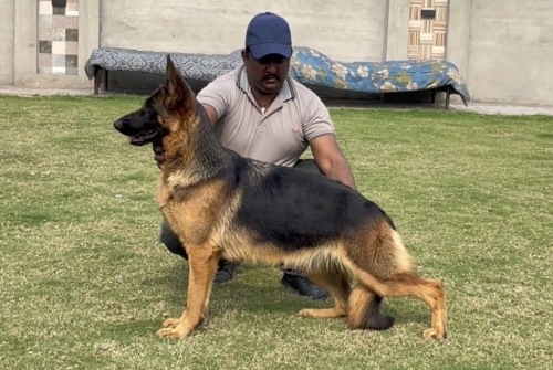 Saphira vom Red Lion