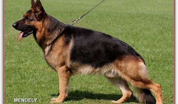 Ghandi vom Baronenwald